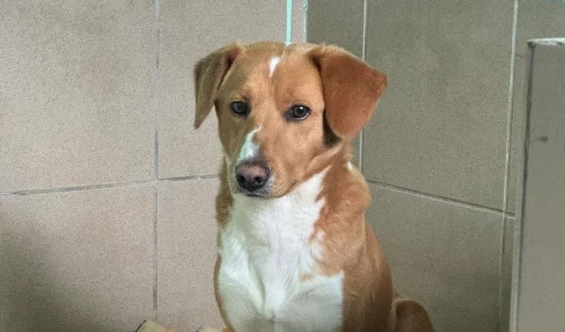 Rudolf, male Mixed Breed for adoption at Schronisko Bielsko-Biała