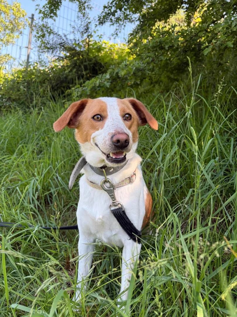 Gucio, male Mixed Breed for adoption at Schronisko Bielsko-Biała