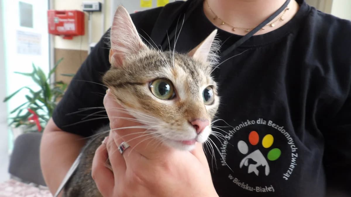Misia, female Mixed Breed for adoption at Schronisko Bielsko-Biała