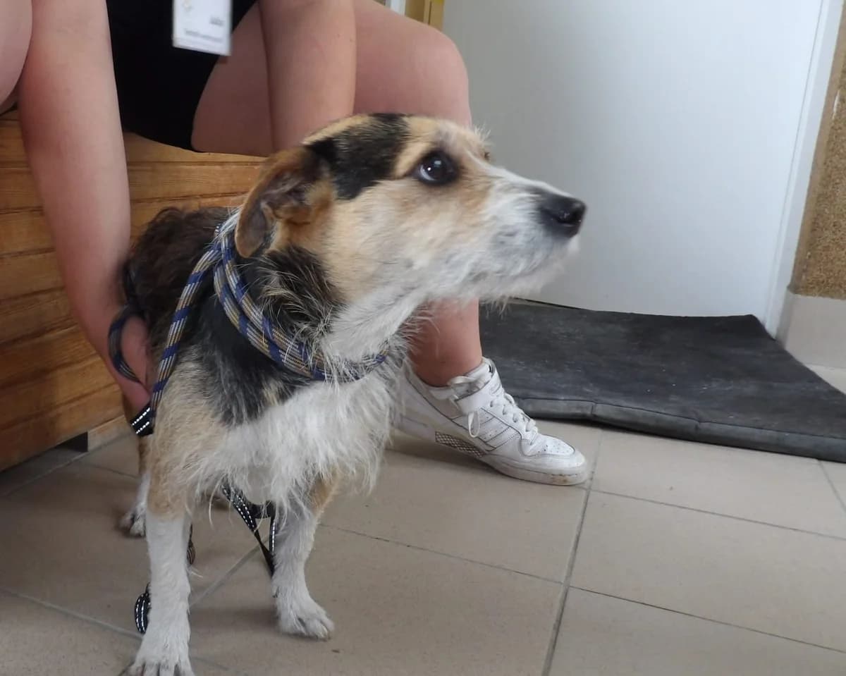 Nn, male Mixed Breed for adoption at Schronisko Bielsko-Biała