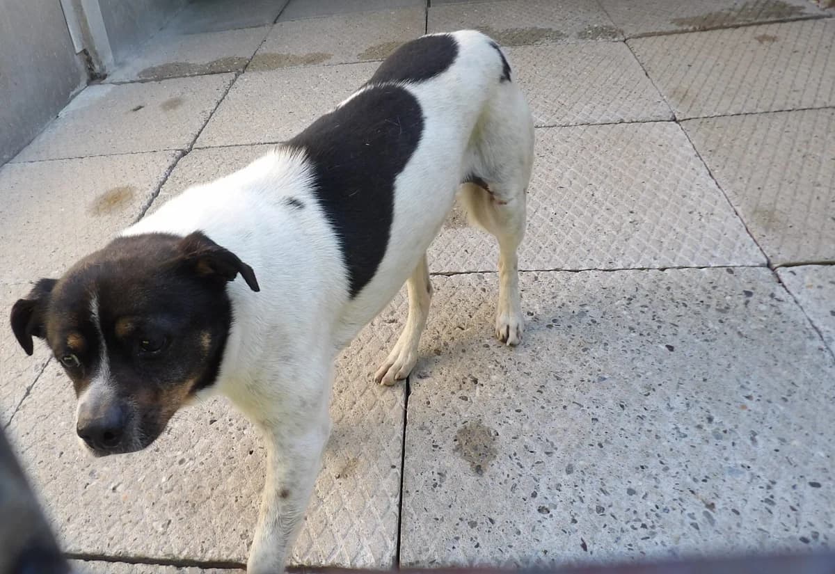Kapsel, male Mixed Breed for adoption at Schronisko Bielsko-Biała