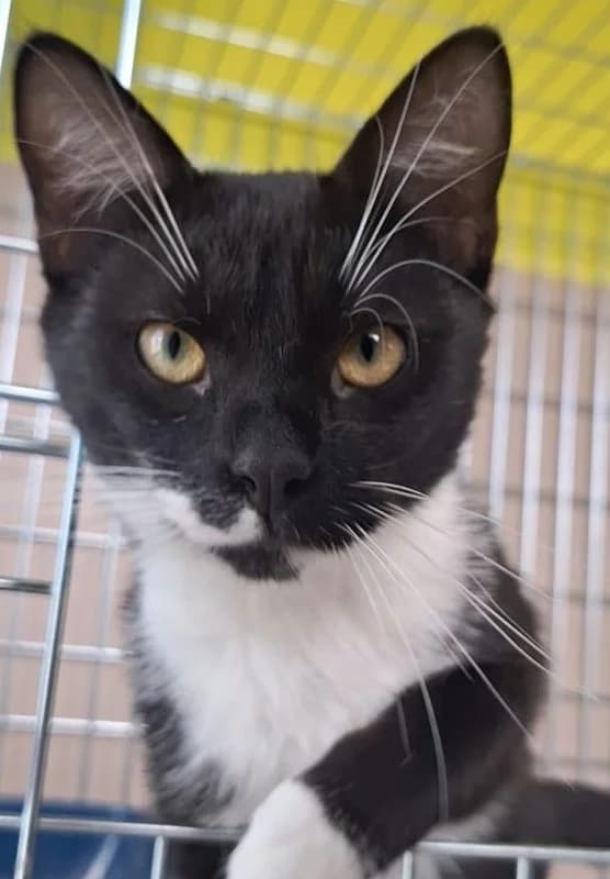 Oreo, male Mixed Breed for adoption at Schronisko Bielsko-Biała