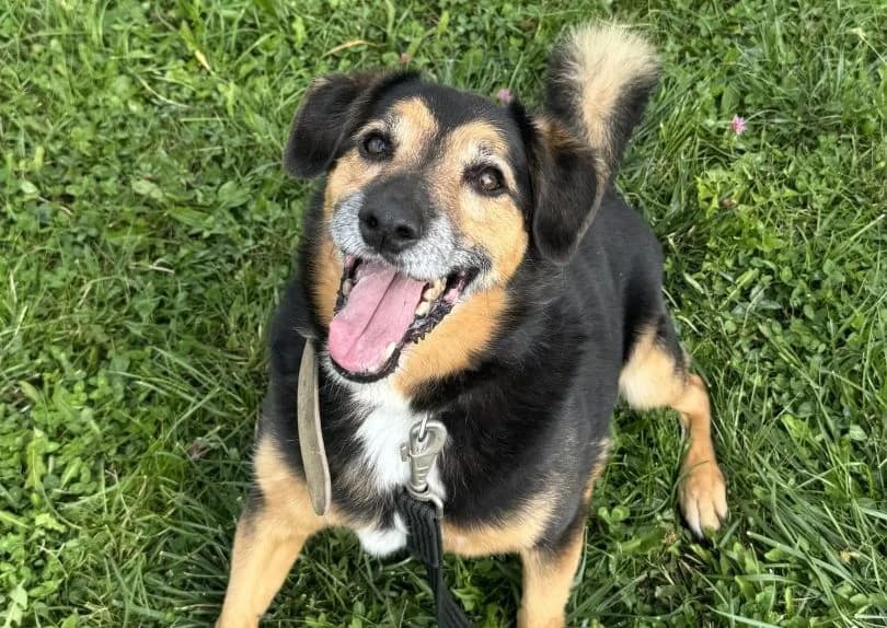 Guzik, male Mixed Breed for adoption at Schronisko Bielsko-Biała