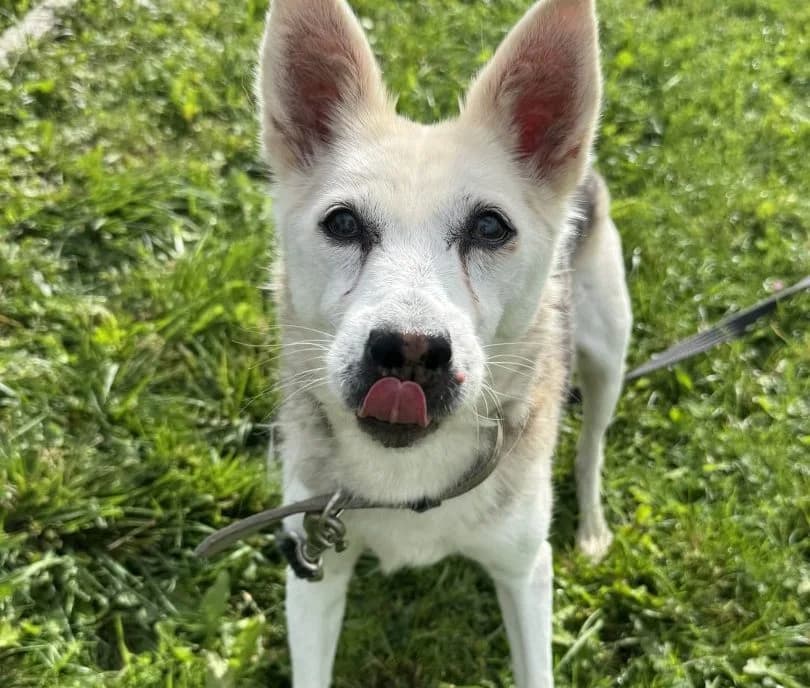 Sara, female Mixed Breed for adoption at Schronisko Bielsko-Biała