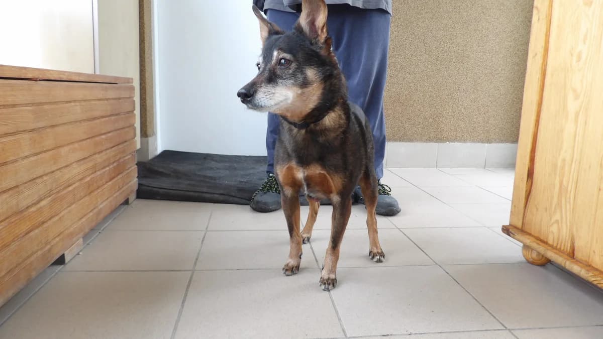 Reksio, male Mixed Breed for adoption at Schronisko Bielsko-Biała