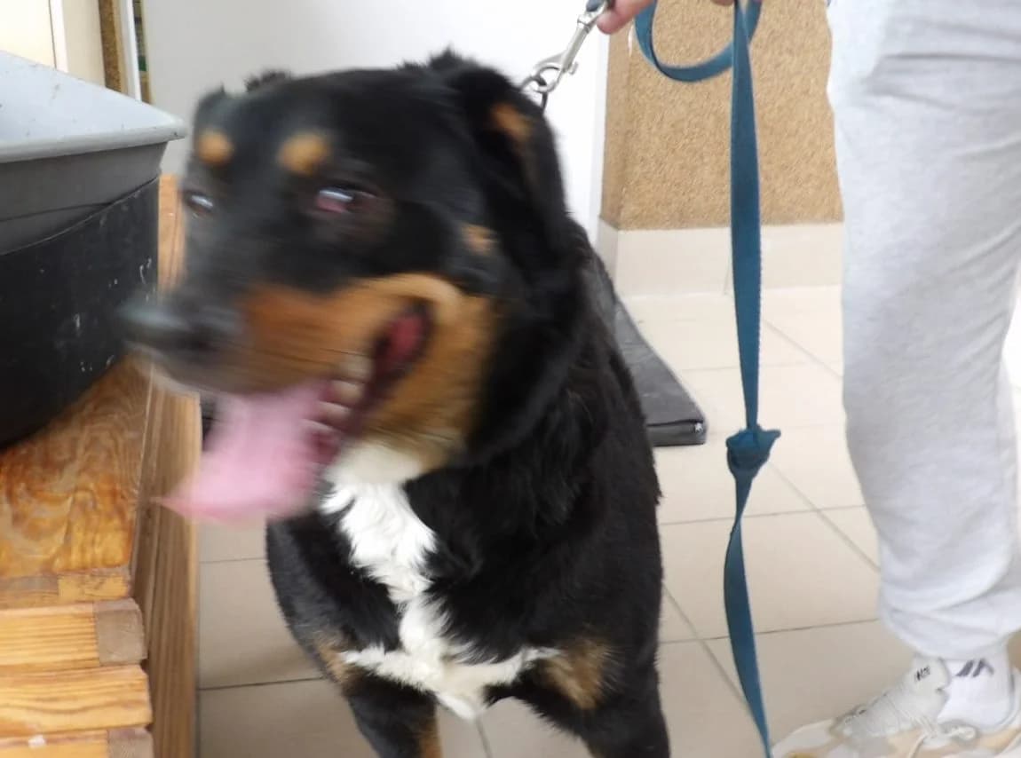 Mila, female Mixed Breed for adoption at Schronisko Bielsko-Biała