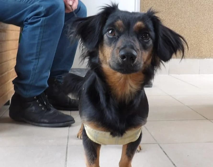 Furia, female Mixed Breed for adoption at Schronisko Bielsko-Biała