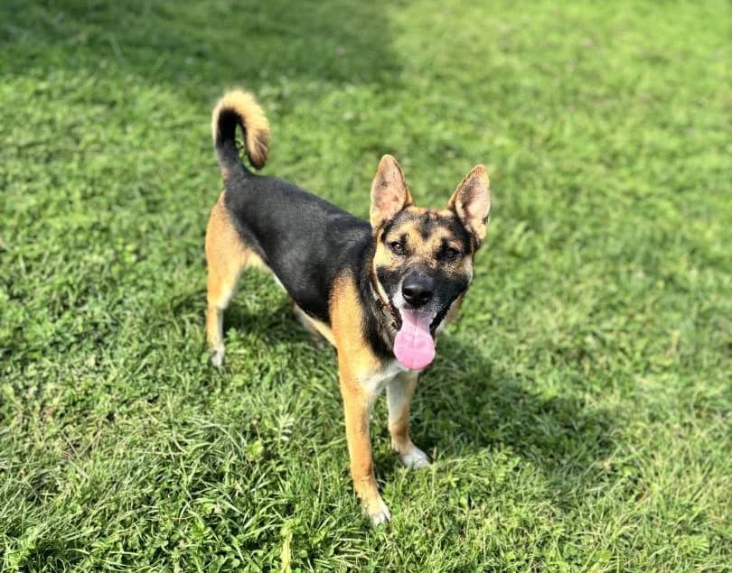 Buczer, male Mixed Breed for adoption at Schronisko Bielsko-Biała