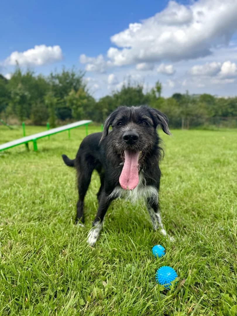 Lora, female Mixed Breed for adoption at Schronisko Bielsko-Biała