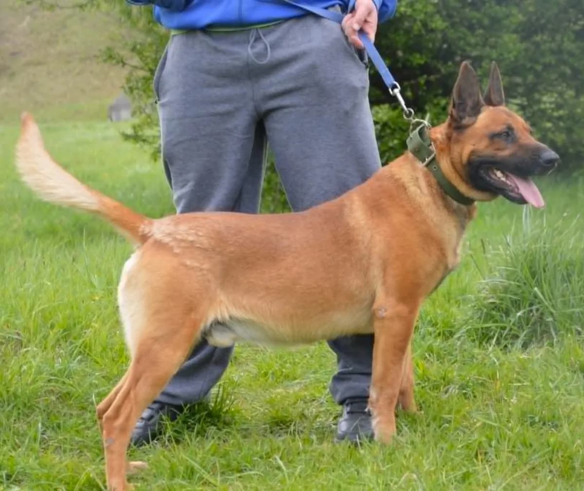 Putek, male Mixed Breed for adoption at Schronisko Bielsko-Biała