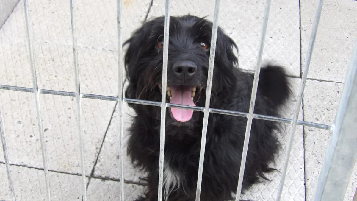 Bemol, male Mixed Breed for adoption at Schronisko Bielsko-Biała