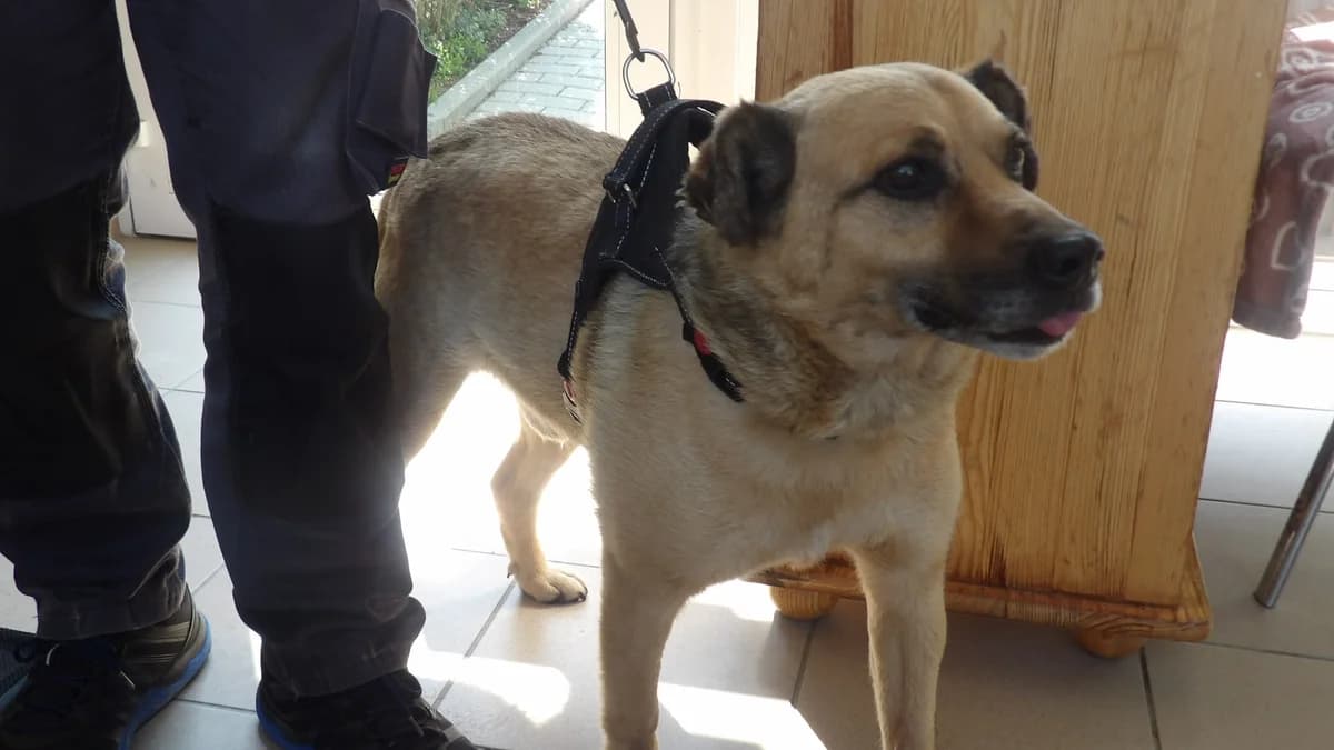 Walet, male Mixed Breed for adoption at Schronisko Bielsko-Biała