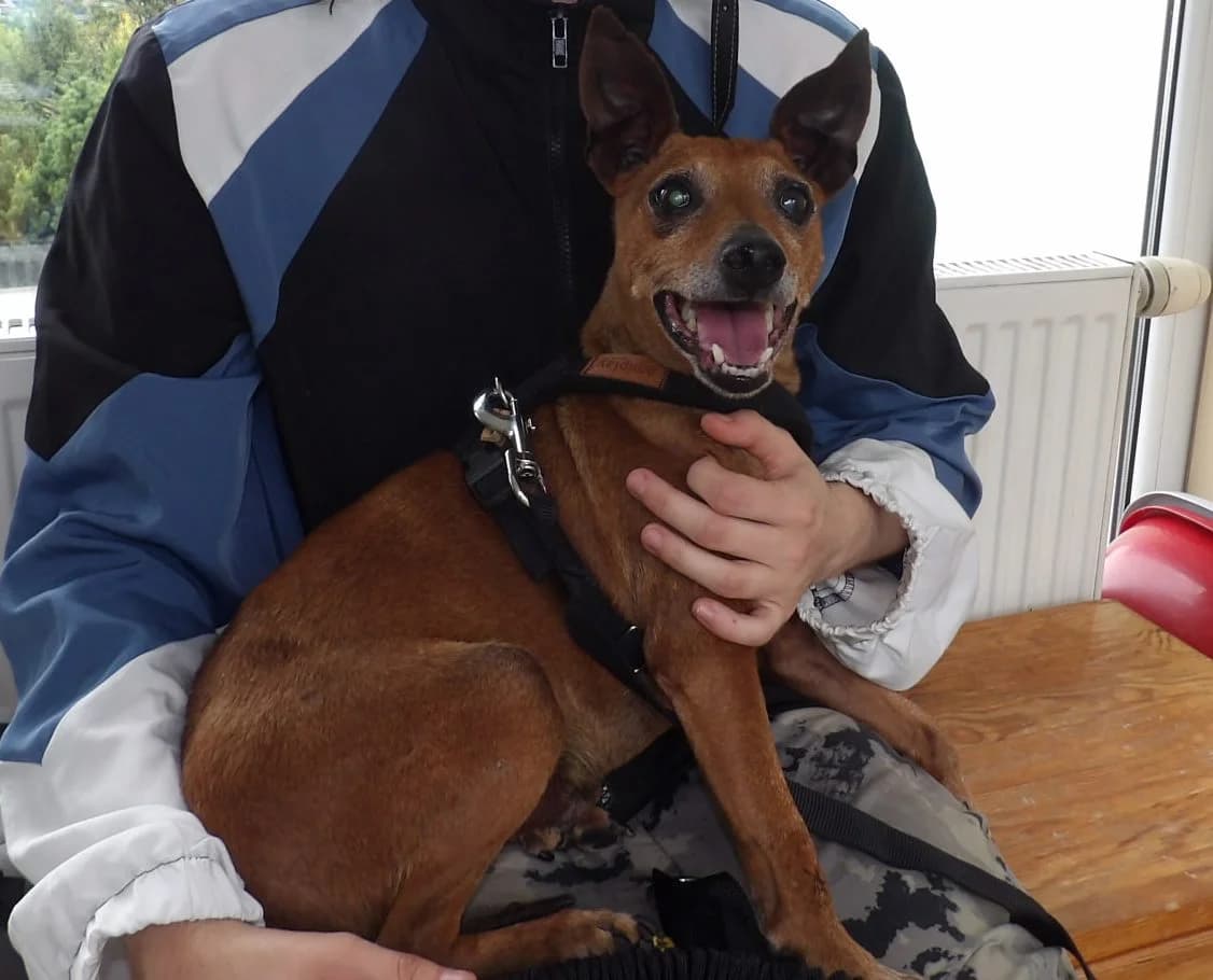Rafi, male Mixed Breed for adoption at Schronisko Bielsko-Biała