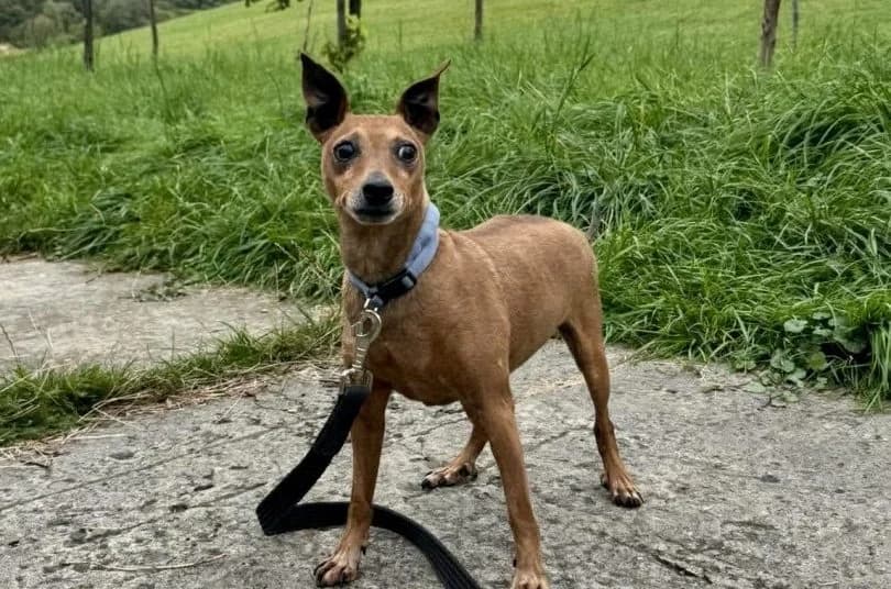 Rafi, male Mixed Breed for adoption at Schronisko Bielsko-Biała