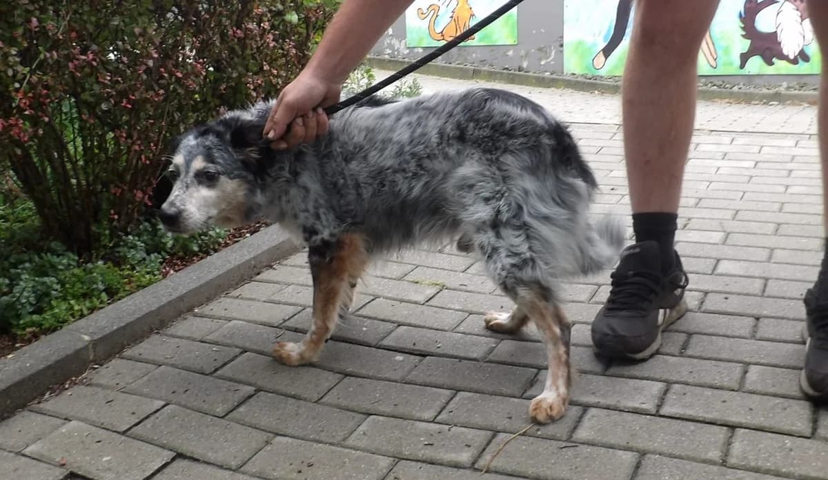 Kiwi, male Mixed Breed for adoption at Schronisko Bielsko-Biała