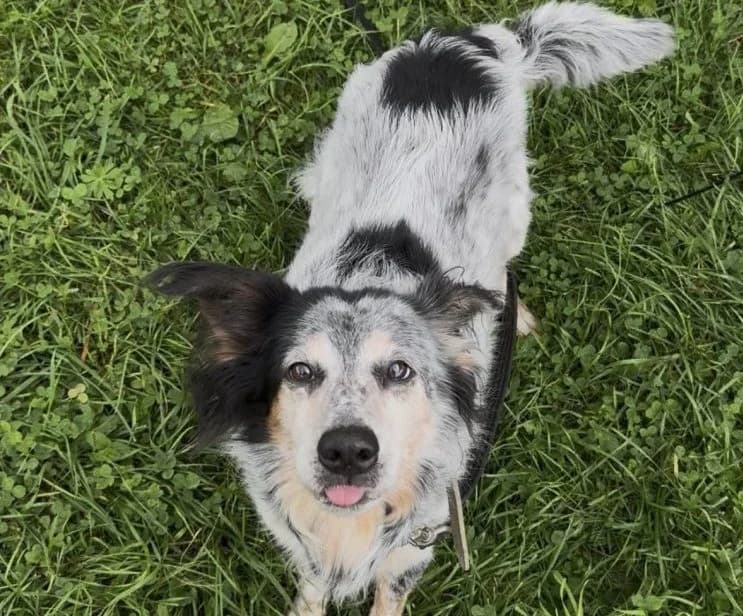 Kiwi, male Mixed Breed for adoption at Schronisko Bielsko-Biała