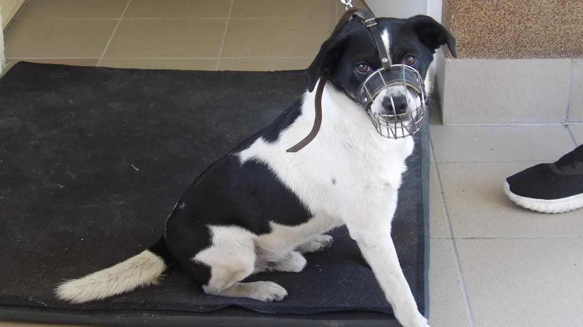 Franek, male Mixed Breed for adoption at Schronisko Bielsko-Biała