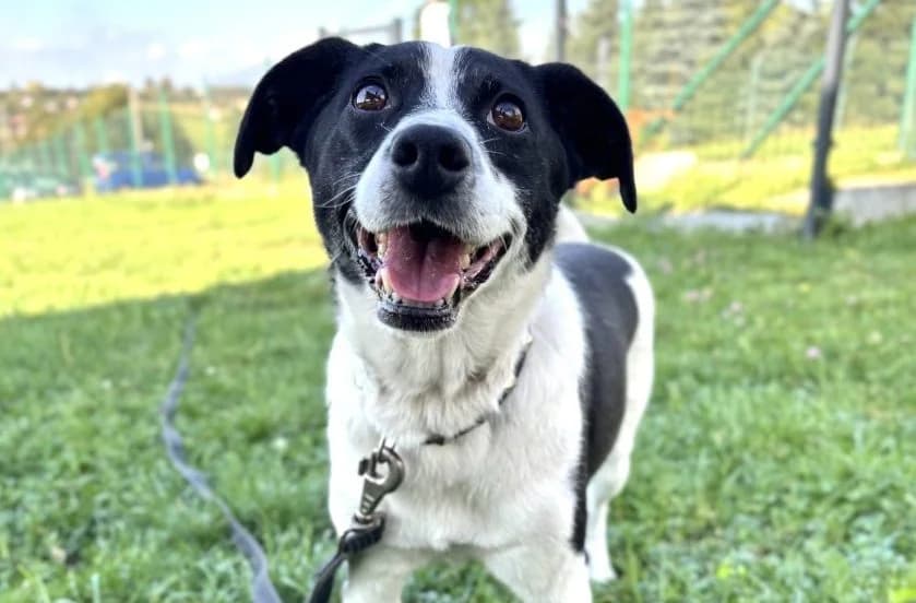 Franek, male Mixed Breed for adoption at Schronisko Bielsko-Biała