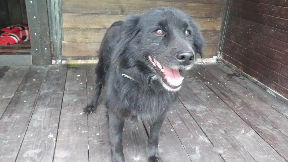Billy, male Mixed Breed for adoption at Schronisko Bielsko-Biała
