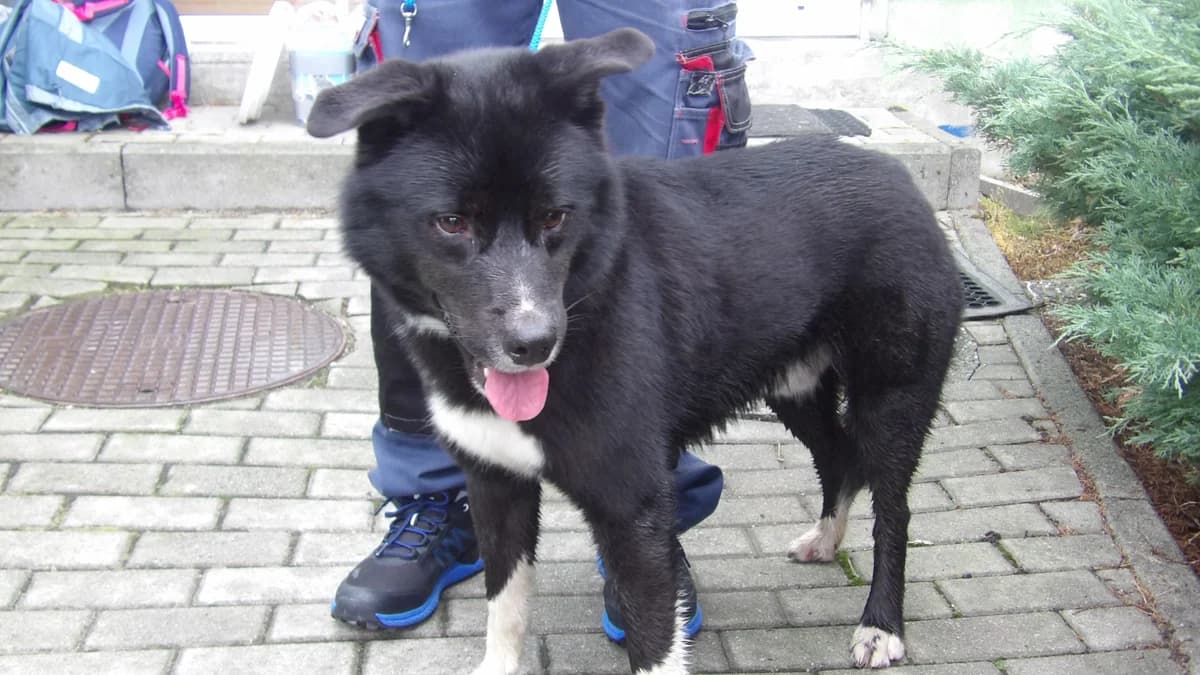 Dunaj, male Mixed Breed for adoption at Schronisko Bielsko-Biała