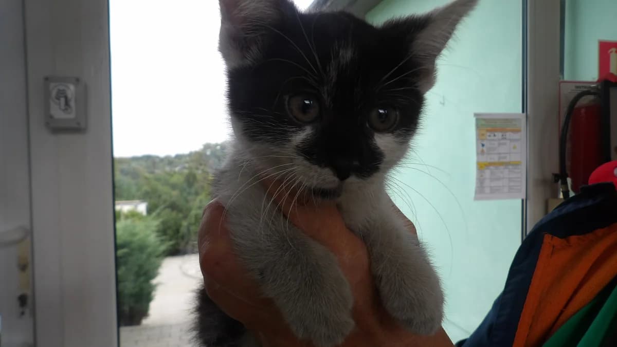 Feta, female Mixed Breed for adoption at Schronisko Bielsko-Biała