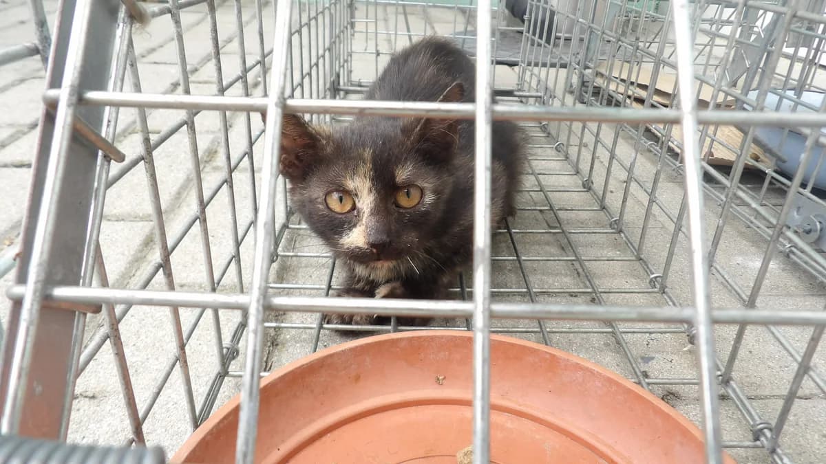 Merida, female Mixed Breed for adoption at Schronisko Bielsko-Biała