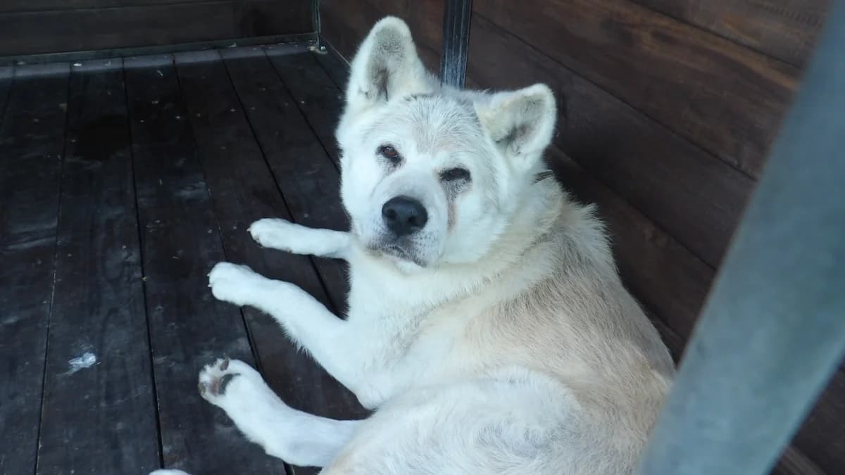 Tekken, male Mixed Breed for adoption at Schronisko Bielsko-Biała