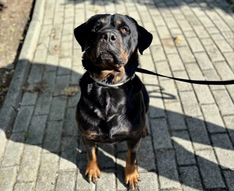 Saba, female Mixed Breed for adoption at Schronisko Bielsko-Biała