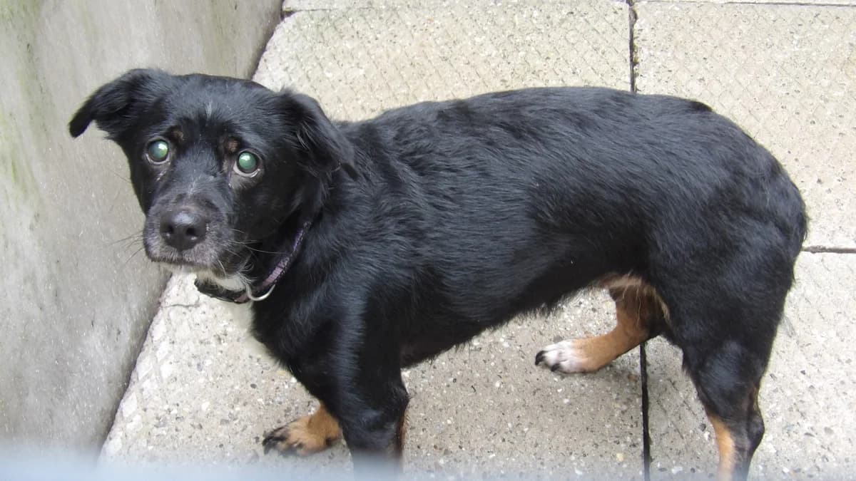 Daisy, female Mixed Breed for adoption at Schronisko Bielsko-Biała