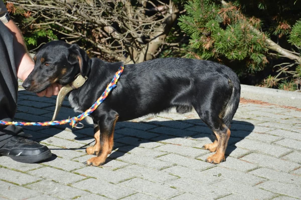 Snikers, male Mixed Breed for adoption at Schronisko Bielsko-Biała