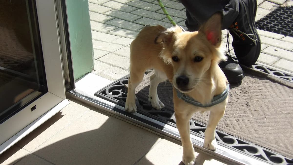 Roky, male Mixed Breed for adoption at Schronisko Bielsko-Biała