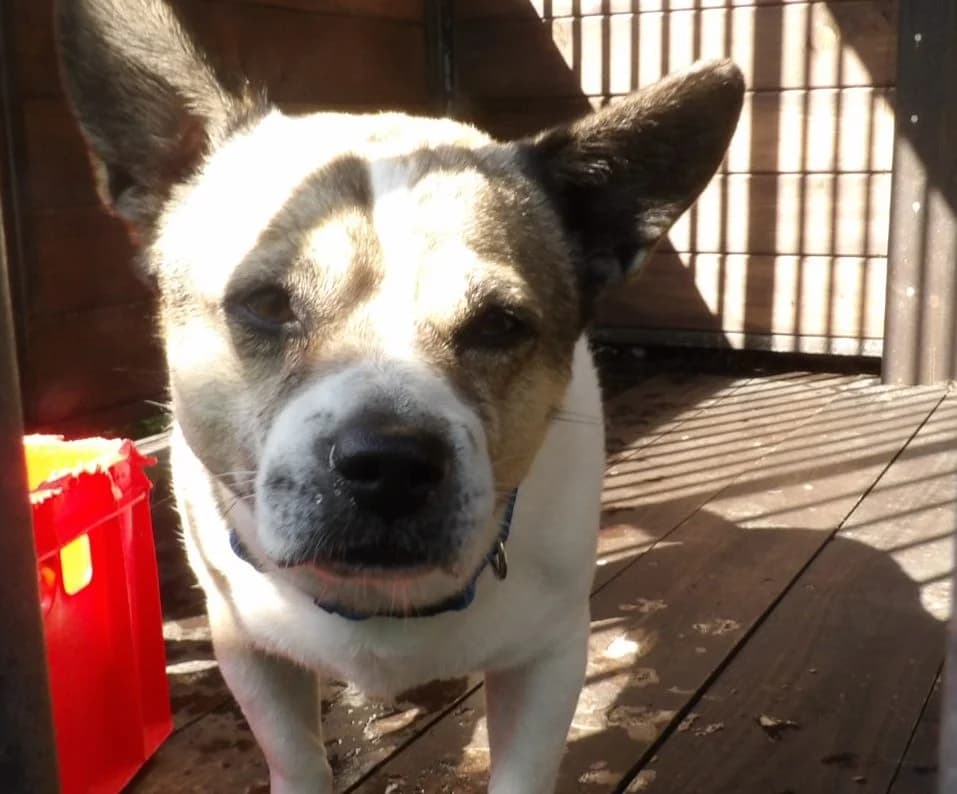 Ozi, male Mixed Breed for adoption at Schronisko Bielsko-Biała