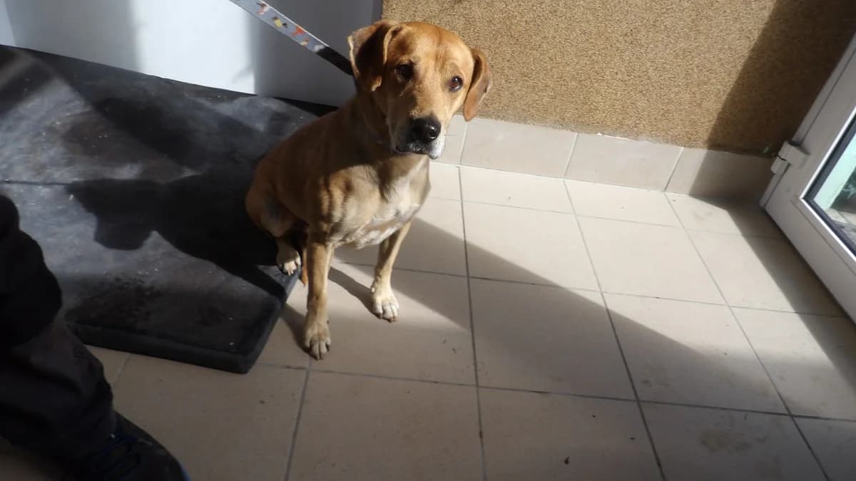 Pluto, male Mixed Breed for adoption at Schronisko Bielsko-Biała