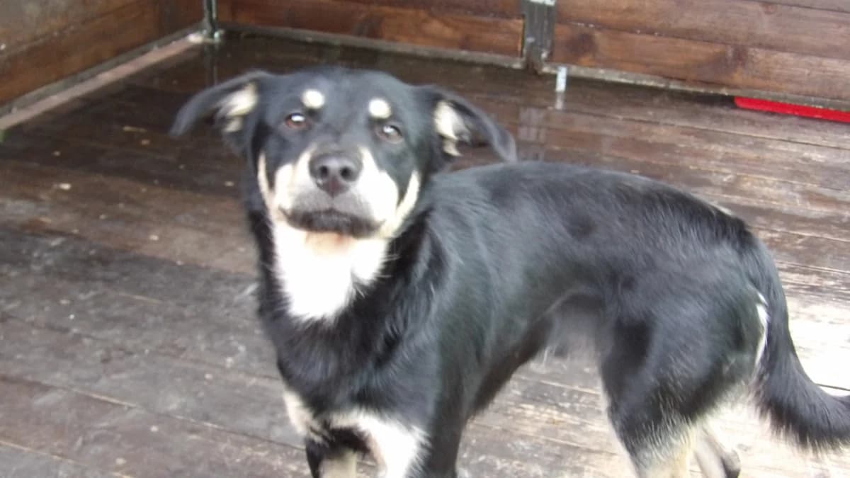Jamper, male Mixed Breed for adoption at Schronisko Bielsko-Biała