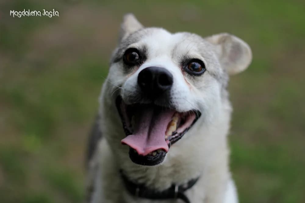 Jarek, male 7yo Mixed Breed for adoption at Schronisko dla Zwierząt w Bydgoszczy, BYDGOSZUZ