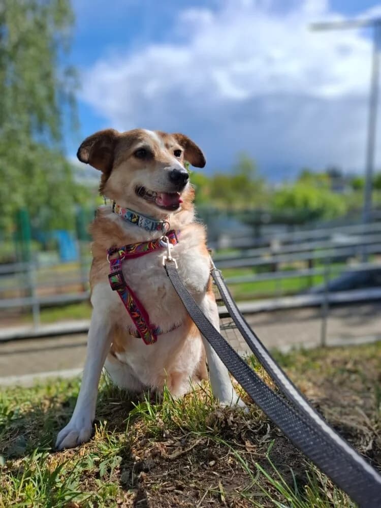 Mania, female senior Mixed Breed for adoption at Schronisko dla Zwierząt w Bydgoszczy, BYDGOSZUZ