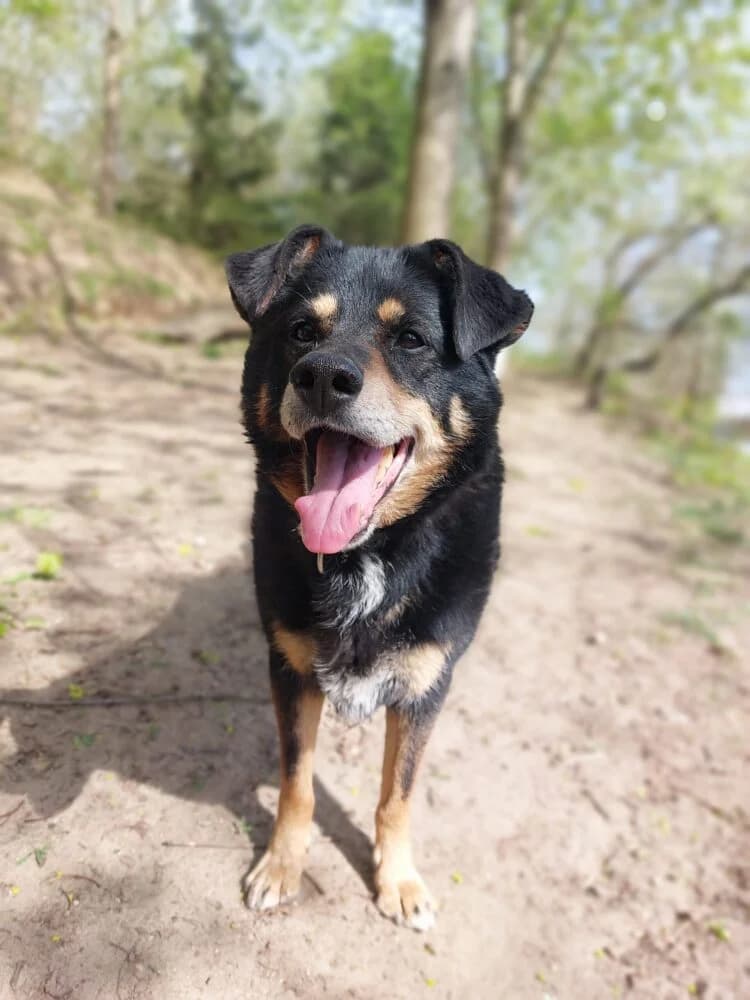 Cymek, male senior Mixed Breed for adoption at Schronisko dla Zwierząt w Bydgoszczy, BYDGOSZUZ