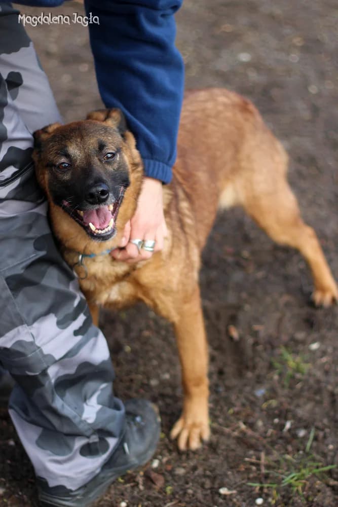 Fauna, female 6yo Mixed Breed for adoption at Schronisko dla Zwierząt w Bydgoszczy, BYDGOSZUZ