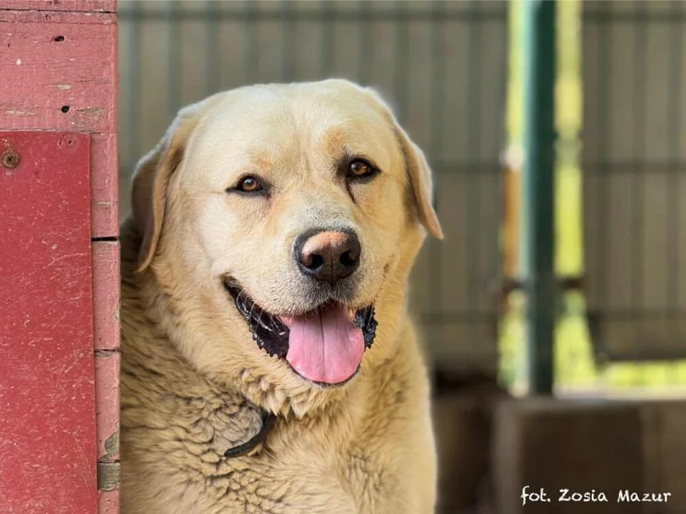 Kubuś Puchatek, male Mixed Breed for adoption at Schronisko dla Zwierząt w Bydgoszczy, BYDGOSZUZ