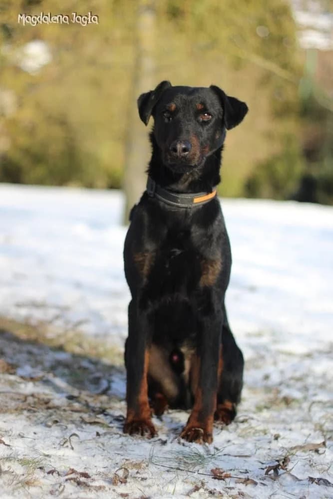 Drops, male Mixed Breed for adoption at Schronisko dla Zwierząt w Bydgoszczy, BYDGOSZUZ
