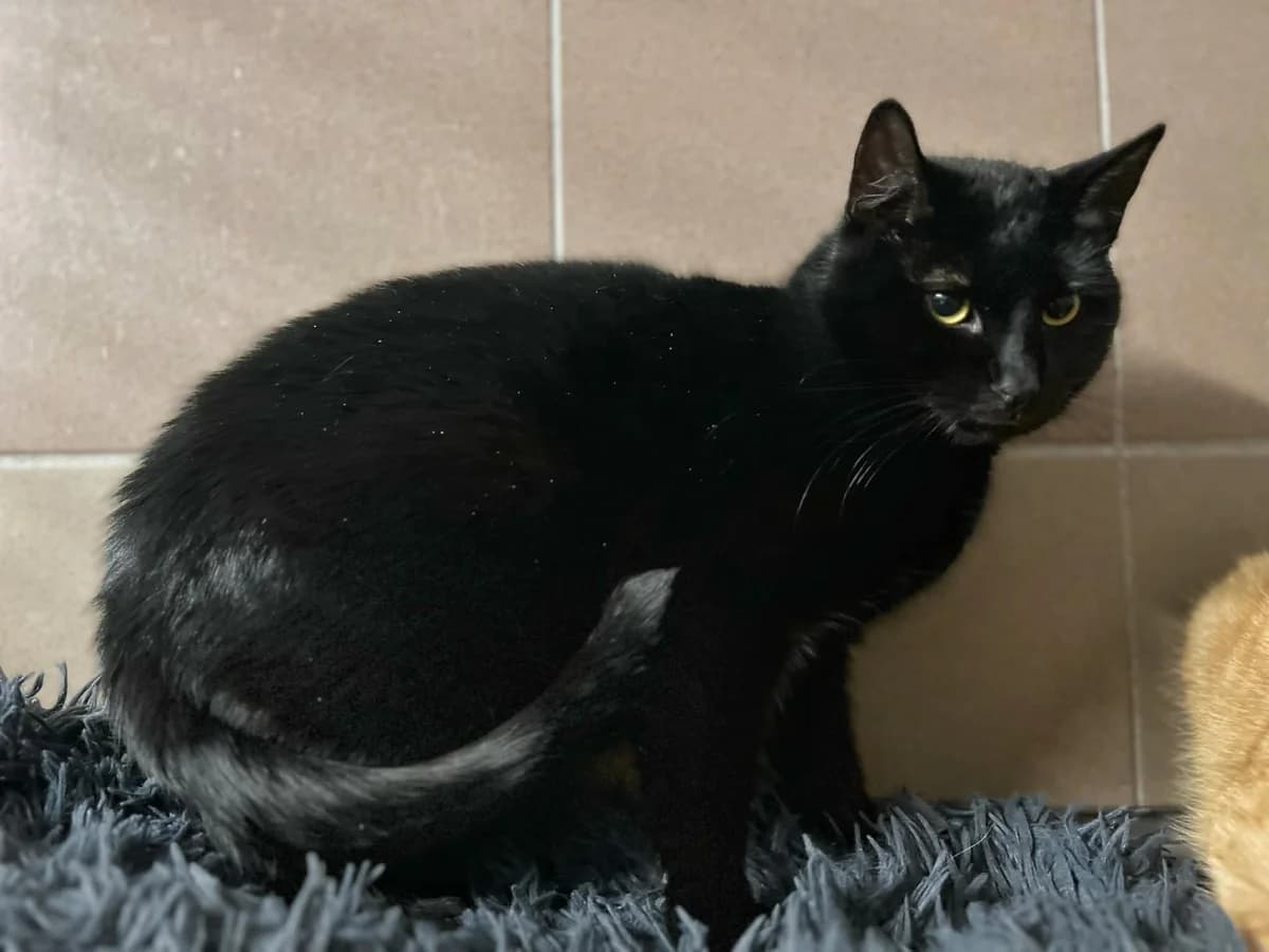 Steve, 4yo Mixed Breed for adoption at Schronisko dla Zwierząt w Bydgoszczy, BYDGOSZUZ