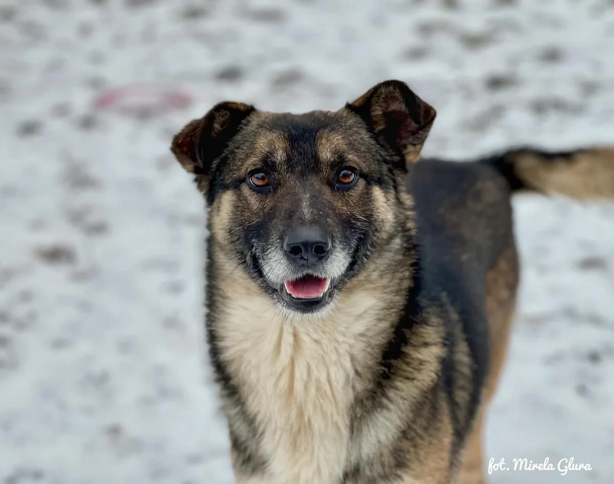 Mario, male Mixed Breed for adoption at Schronisko dla Zwierząt w Bydgoszczy, BYDGOSZUZ