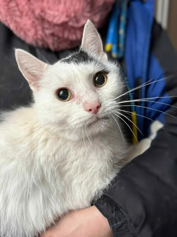 Simba, senior Mixed Breed for adoption at Schronisko dla Zwierząt w Bydgoszczy, BYDGOSZUZ