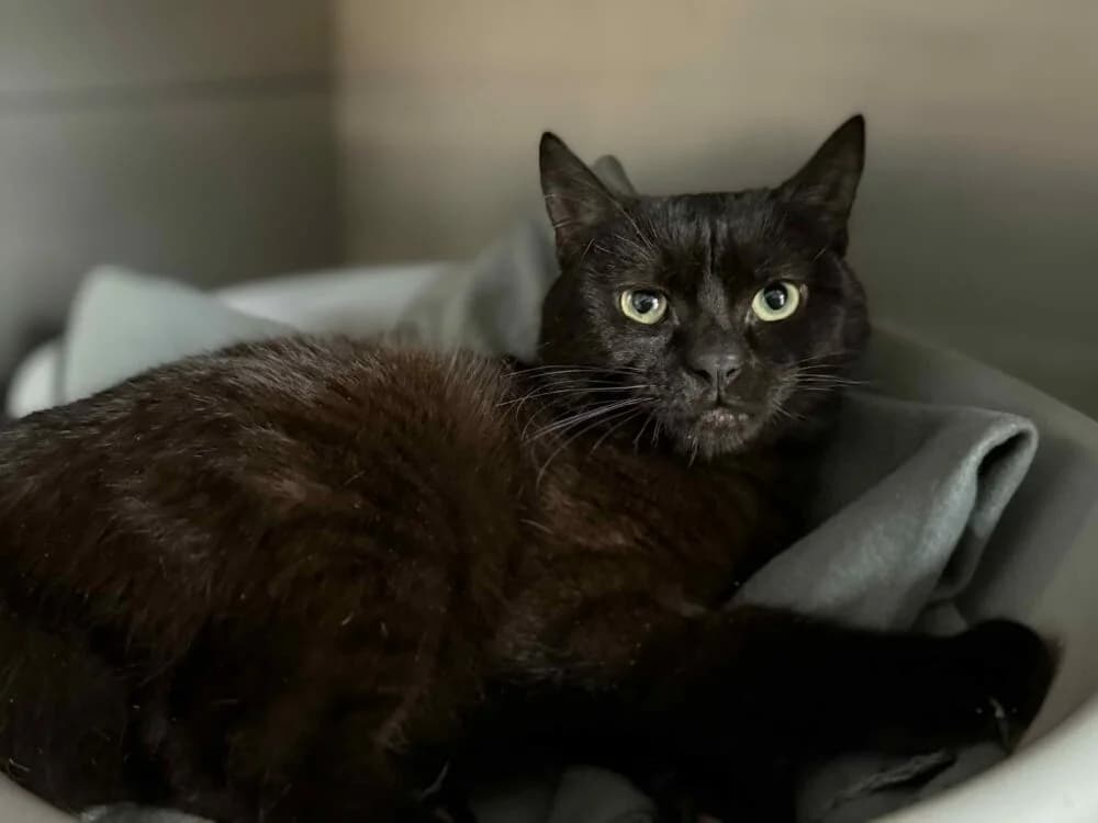 Ramzi, 4yo Mixed Breed for adoption at Schronisko dla Zwierząt w Bydgoszczy, BYDGOSZUZ