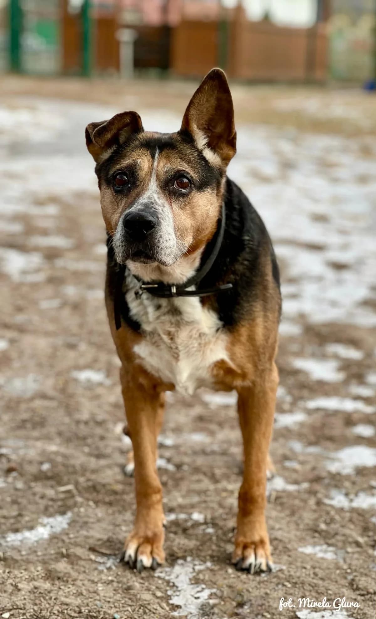 Sonia, female senior Mixed Breed for adoption at Schronisko dla Zwierząt w Bydgoszczy, BYDGOSZUZ