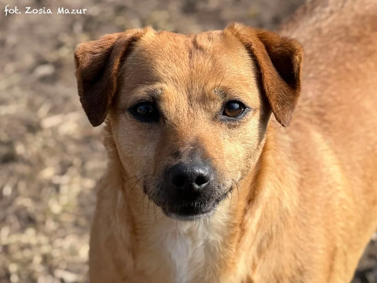 Lexi, female Mixed Breed for adoption at Schronisko dla Zwierząt w Bydgoszczy, BYDGOSZUZ