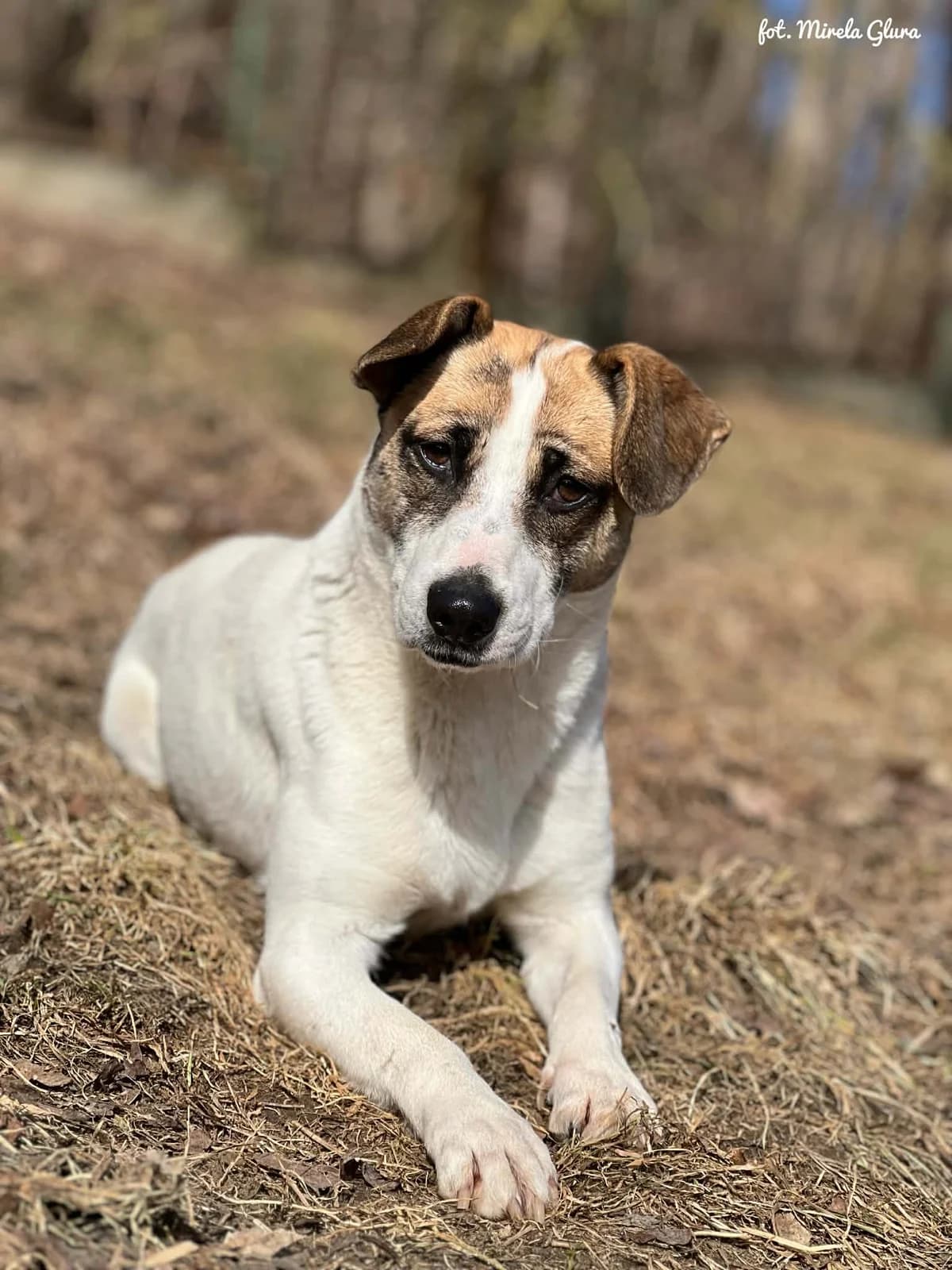 Lola, female Mixed Breed for adoption at Schronisko dla Zwierząt w Bydgoszczy, BYDGOSZUZ