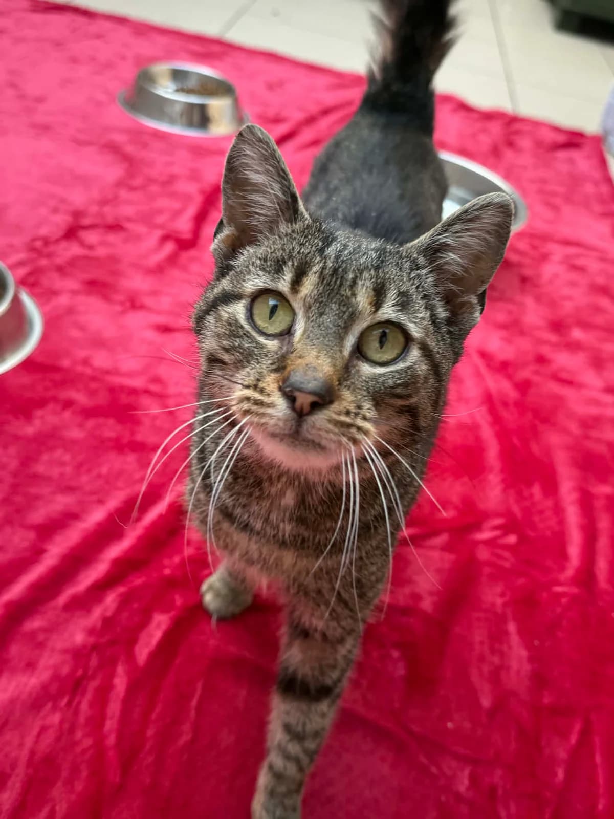 Lili, 4yo Mixed Breed for adoption at Schronisko dla Zwierząt w Bydgoszczy, BYDGOSZUZ