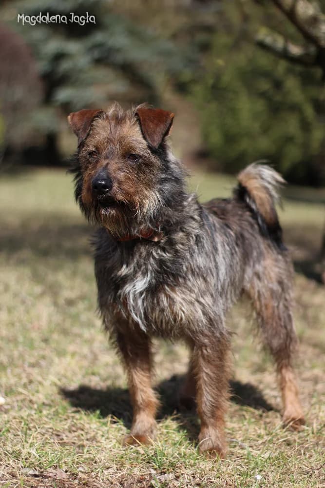 Kovu, male young Mixed Breed for adoption at Schronisko dla Zwierząt w Bydgoszczy, BYDGOSZUZ