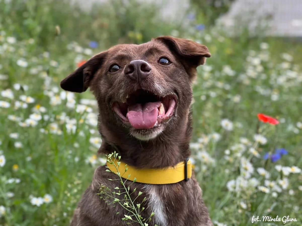 Jessi, female 6yo Mixed Breed for adoption at Schronisko dla Zwierząt w Bydgoszczy, BYDGOSZUZ